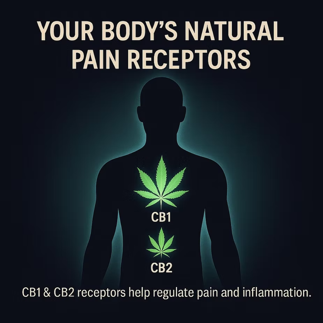 Cannabis & Pain Relief: How the Endocannabinoid System Works