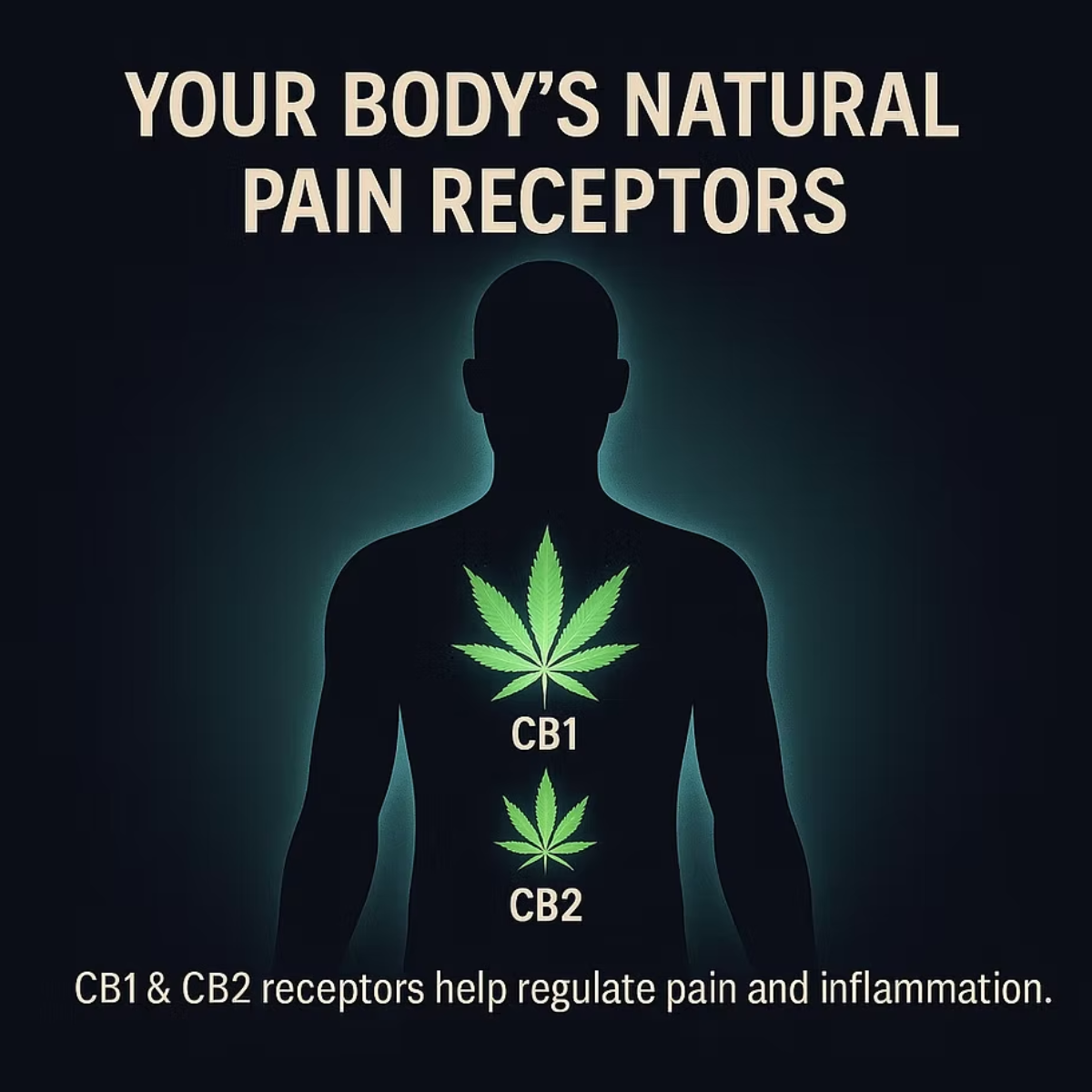 Cannabis & Pain Relief: How the Endocannabinoid System Works