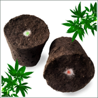 Seeded Canna Pods 3's (Box of 3 Assorted Strains)
