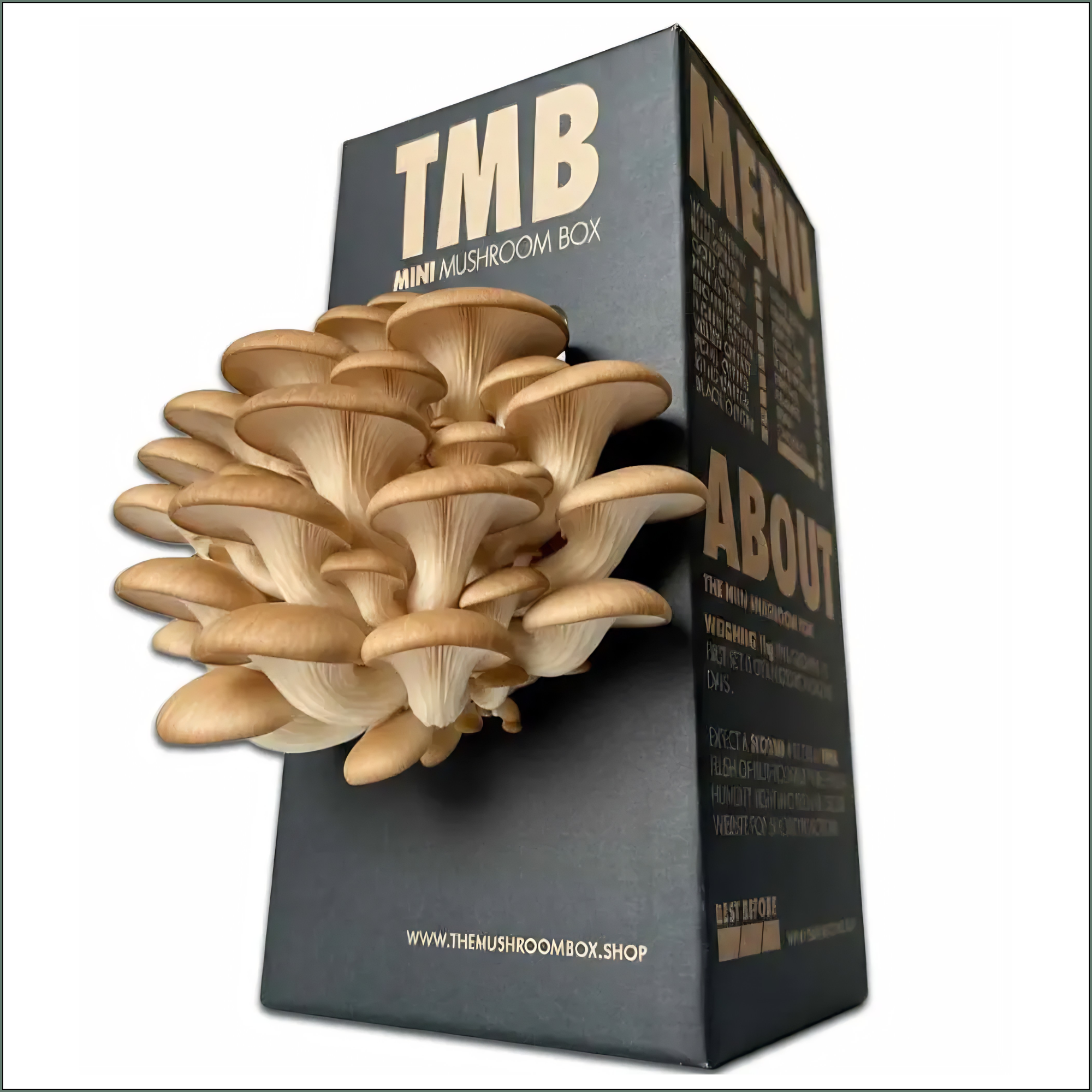 Mushroom Grow Box - Brown Oyster Mushrooms