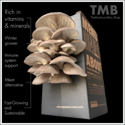 Mushroom Grow Box - Black Pearl Oyster Mushrooms